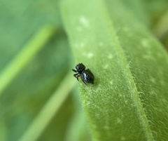 Sassacus papenhoei