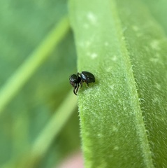 Sassacus papenhoei
