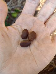 Canavalia cathartica