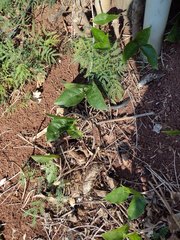 Canavalia cathartica