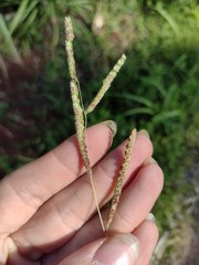 Paspalum fimbriatum