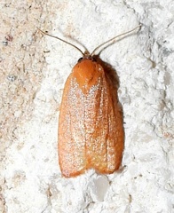 Sparganothis demissana