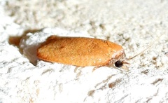 Sparganothis demissana