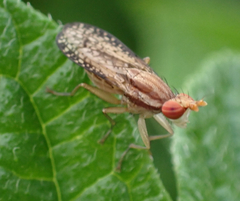 Trypetoptera canadensis