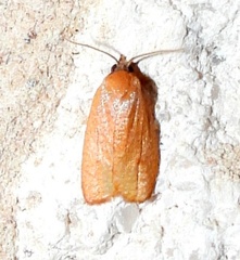Sparganothis demissana