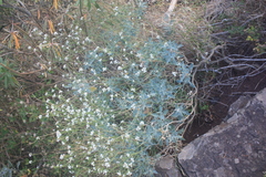 Crambe fruticosa