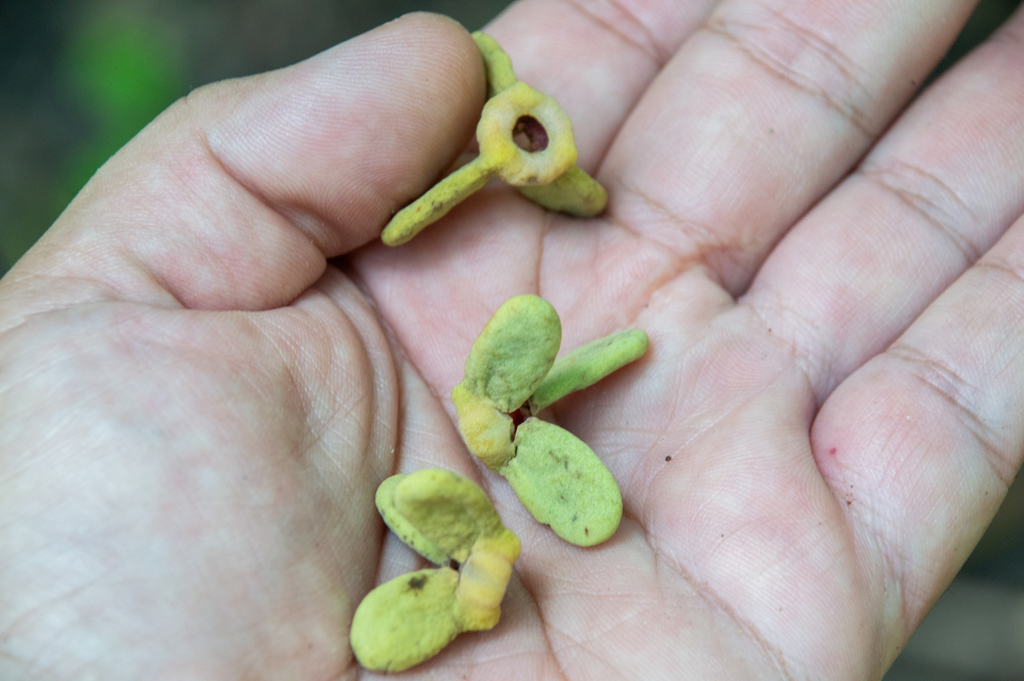 Annona exsucca (Salty Biriba)