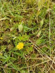 Microseris bigelovii
