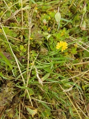 Microseris bigelovii