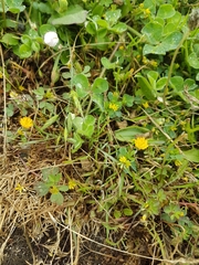 Microseris bigelovii