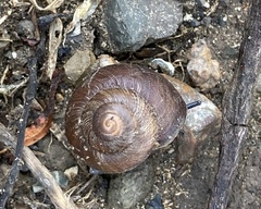 Xerarionta intercisa