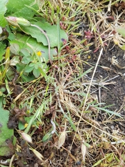 Microseris bigelovii