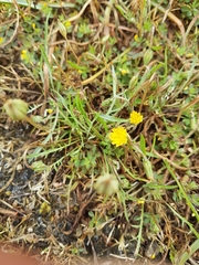 Microseris bigelovii