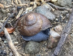 Xerarionta intercisa