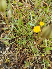 Microseris bigelovii