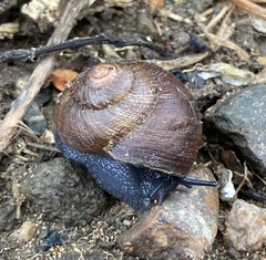 Xerarionta intercisa