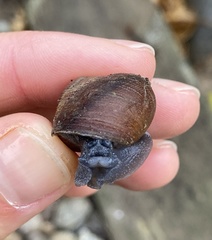 Xerarionta intercisa