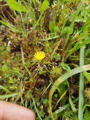 Microseris bigelovii