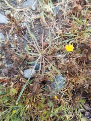 Microseris bigelovii