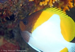 Hemitaurichthys polylepis