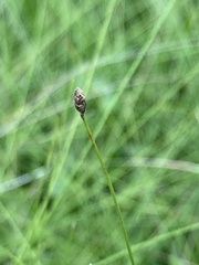 Eleocharis tenuis pseudoptera