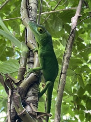 Anolis cuvieri
