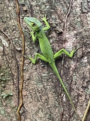 Anolis cuvieri