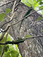 Anolis cuvieri