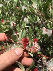 Salix eastwoodiae