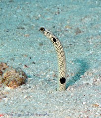 Heteroconger hassi