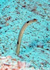 Heteroconger hassi