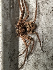 Heteropoda longipes