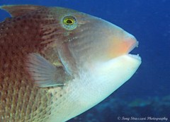 Pseudobalistes flavimarginatus