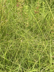 Eleocharis tenuis pseudoptera