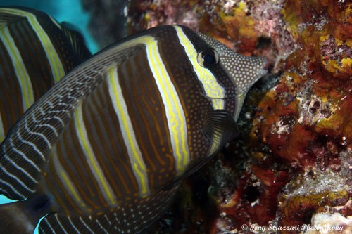 Pacific Sailfin Tang