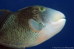 Pseudobalistes flavimarginatus