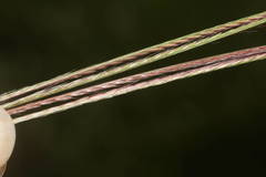 Chloris divaricata cynodontoides