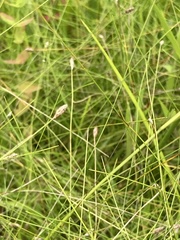 Eleocharis tenuis pseudoptera