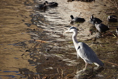 Ardea cinerea