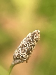 Eleocharis tenuis pseudoptera