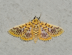 Polygrammodes runicalis