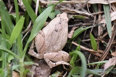 Microhyla heymonsi