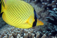Chaetodon rafflesii