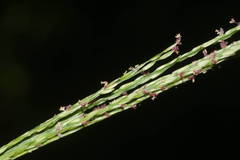 Digitaria setigera