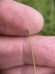 Eleocharis tenuis pseudoptera