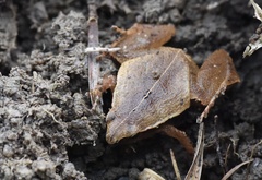 Microhyla heymonsi