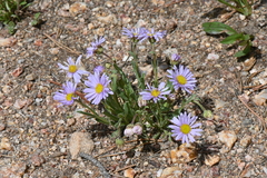 Erigeron vetensis