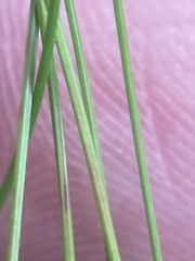 Eleocharis tenuis pseudoptera