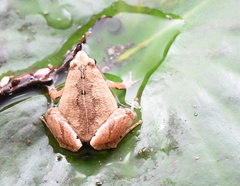 Microhyla heymonsi
