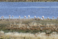 Phoenicopterus chilensis